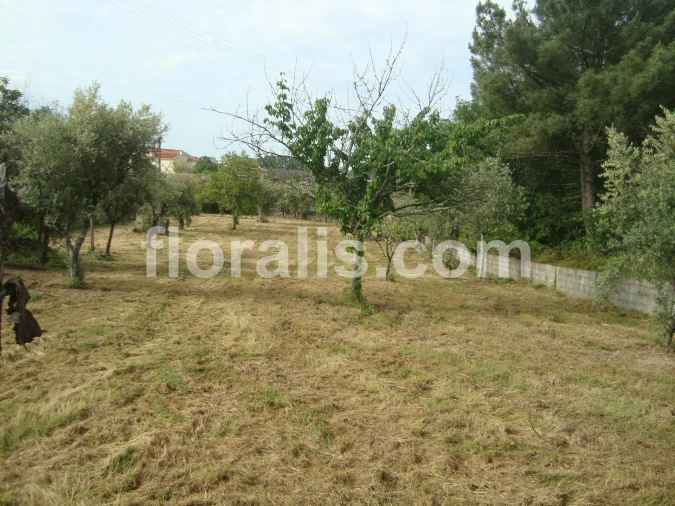 Terreno para Venda em Repeses e São Salvador