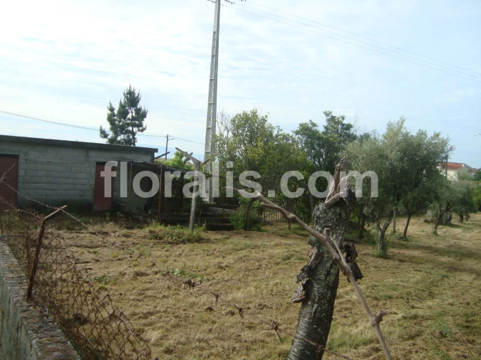 Terreno para Venda em Repeses e São Salvador Foto 5