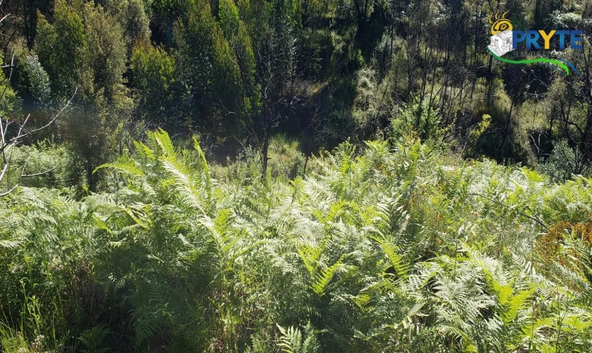 Terreno para Venda em Troviscal Foto 3