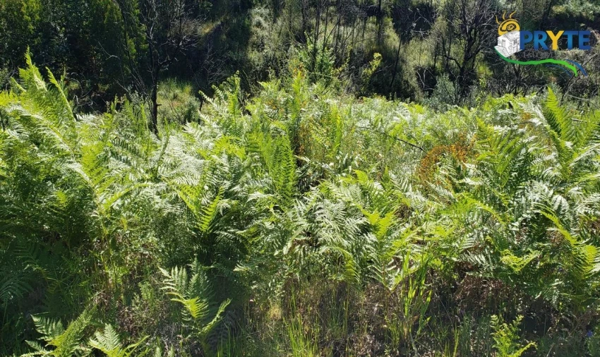 Terreno para Venda em Troviscal Foto 2