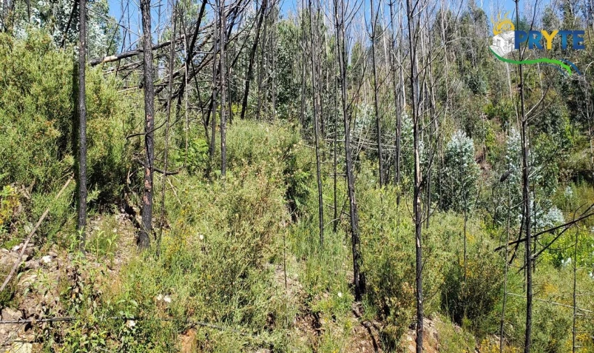 Terreno para Venda em Troviscal Foto 5