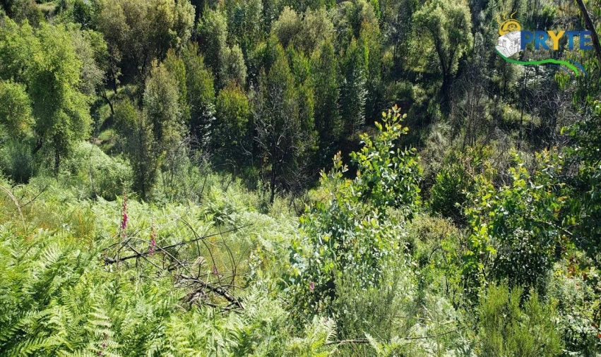 Terreno para Venda em Troviscal Foto 9