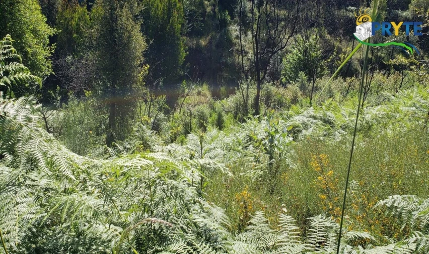 Terreno para Venda em Troviscal Foto 10