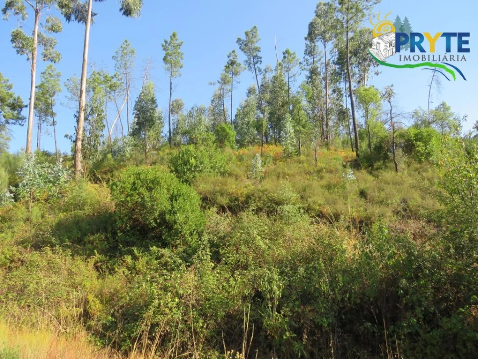 Quinta para Venda em Varzea dos Cavaleiros Foto 23