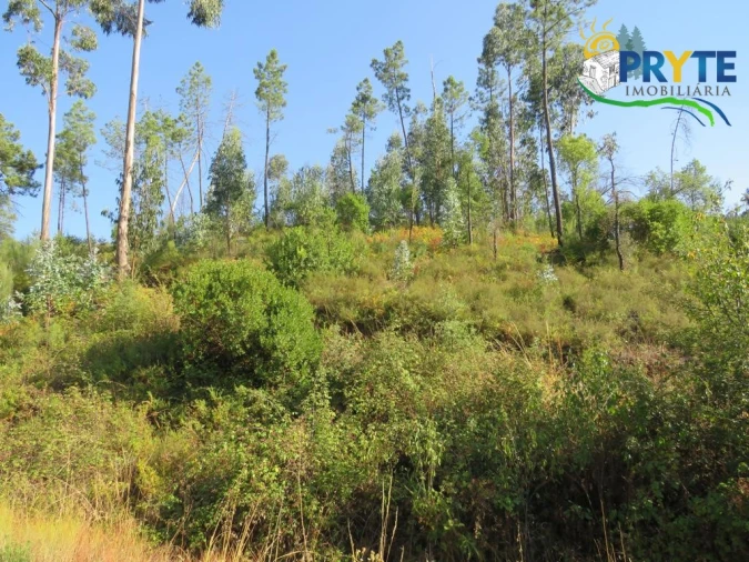 Quinta para Venda em Varzea dos Cavaleiros Foto 23