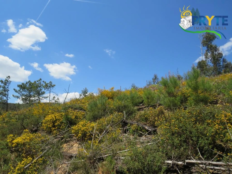 Terreno para Venda em Troviscal Foto 22