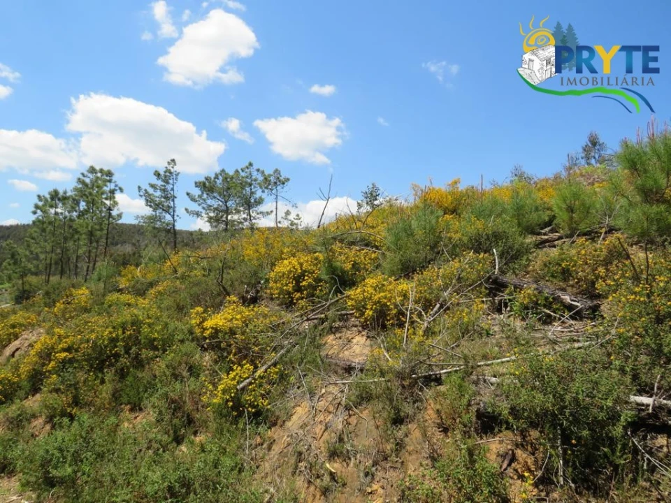 Terreno para Venda em Troviscal Foto 23