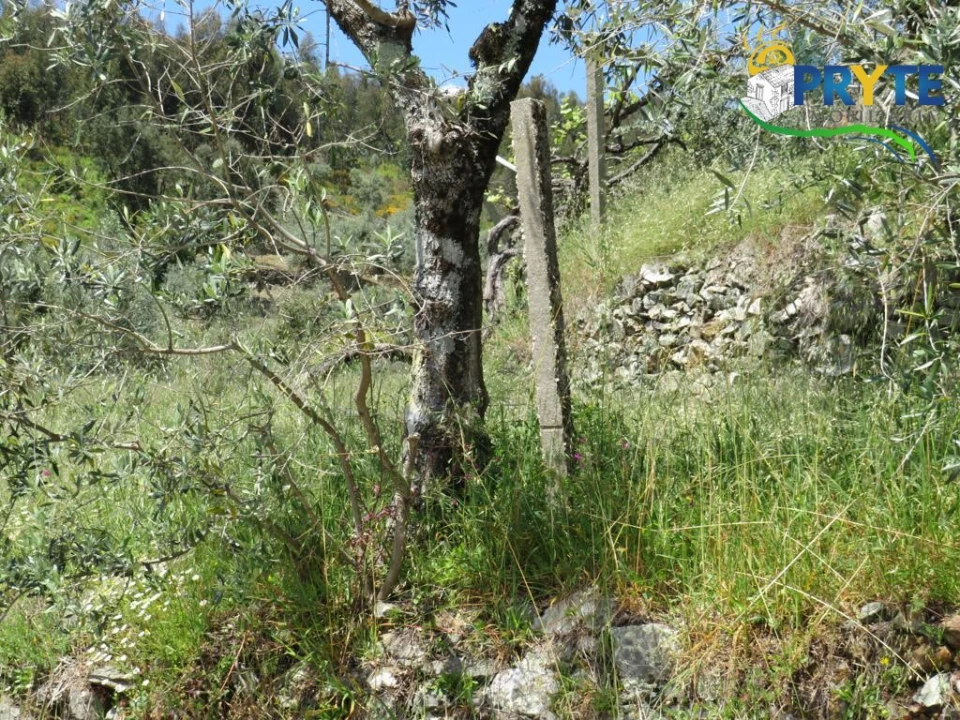 Terreno para Venda em Troviscal Foto 26