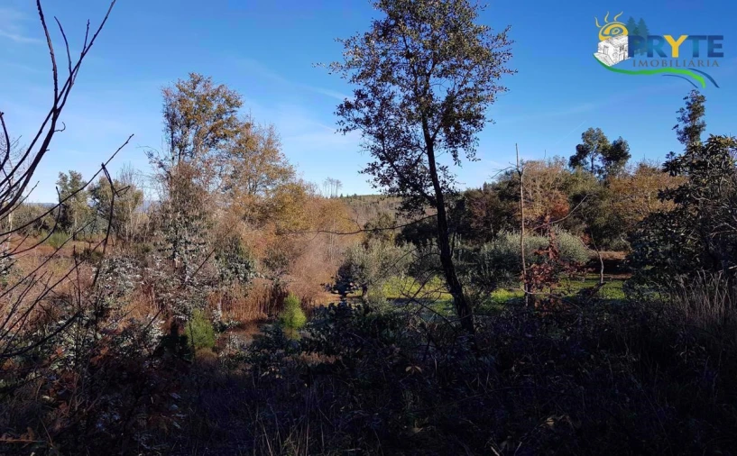 Quinta para Venda em Pedrogão Pequeno Foto 2