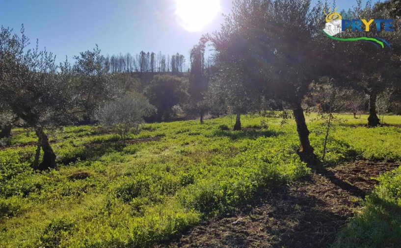 Quinta para Venda em Pedrogão Pequeno Foto 19