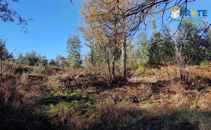 Quinta para Venda em Pedrogão Pequeno Foto 23