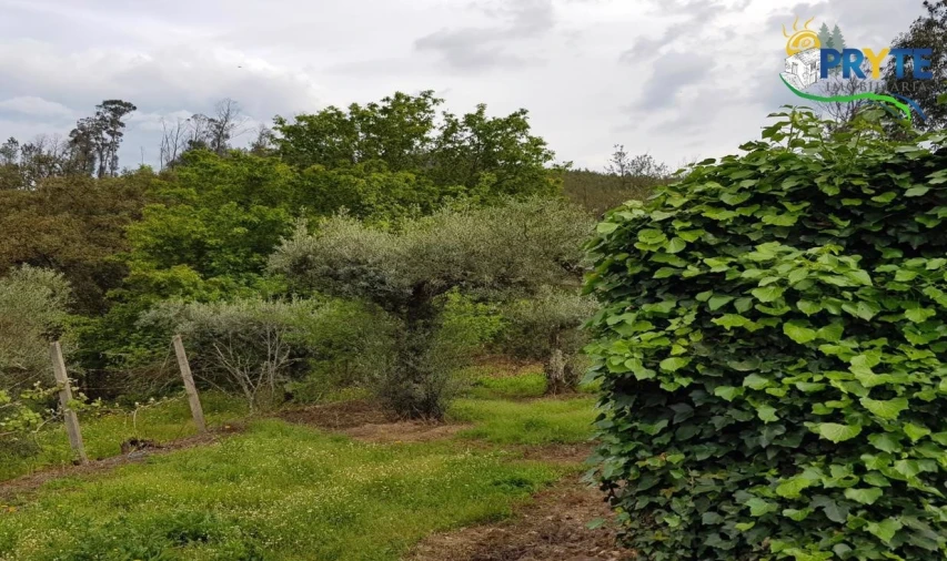 Quinta para Venda em Pedrogão Pequeno Foto 66