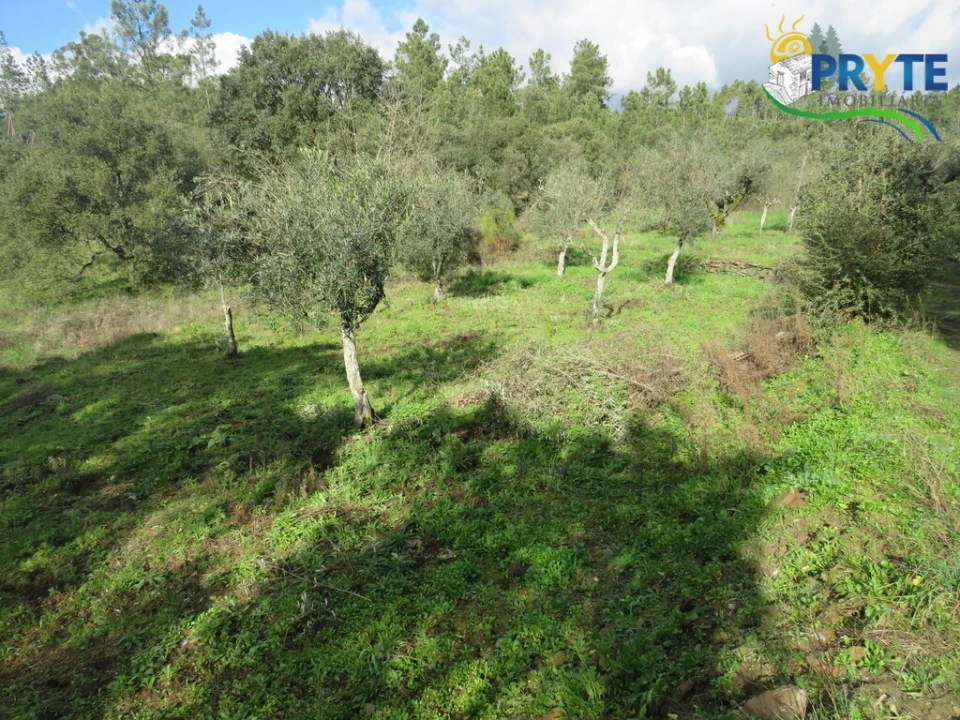 Terreno para Venda em Cumeada e Marmeleiro Foto 3