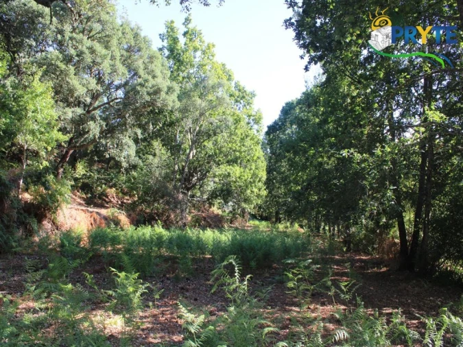 Quinta para Venda em Pedrogão Grande Foto 19