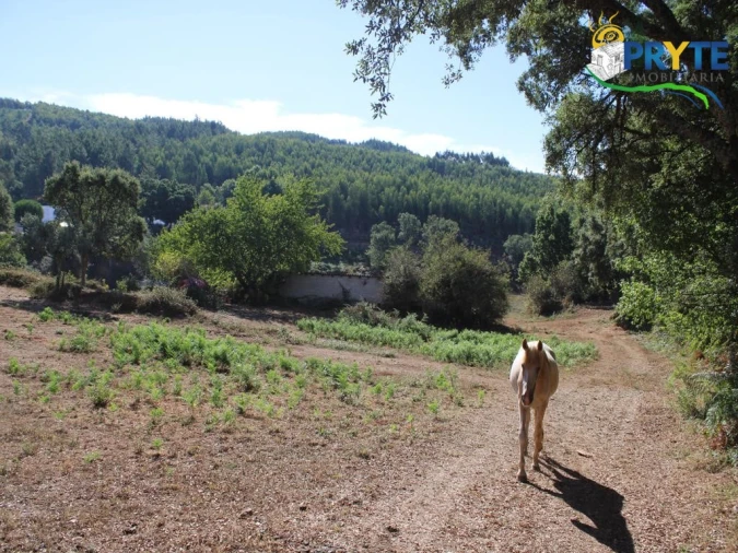 Quinta para Venda em Pedrogão Grande Foto 25