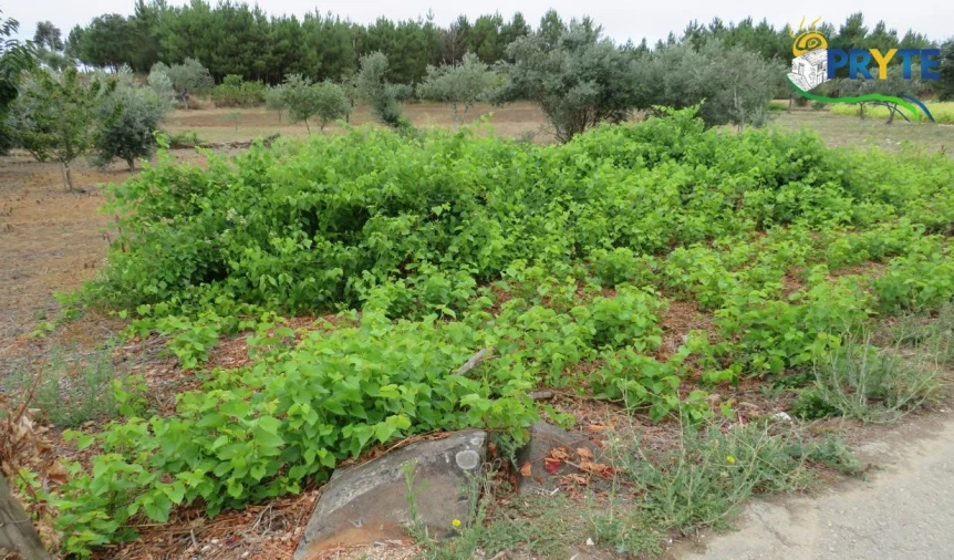 Terreno para Venda em Fundada Foto 7