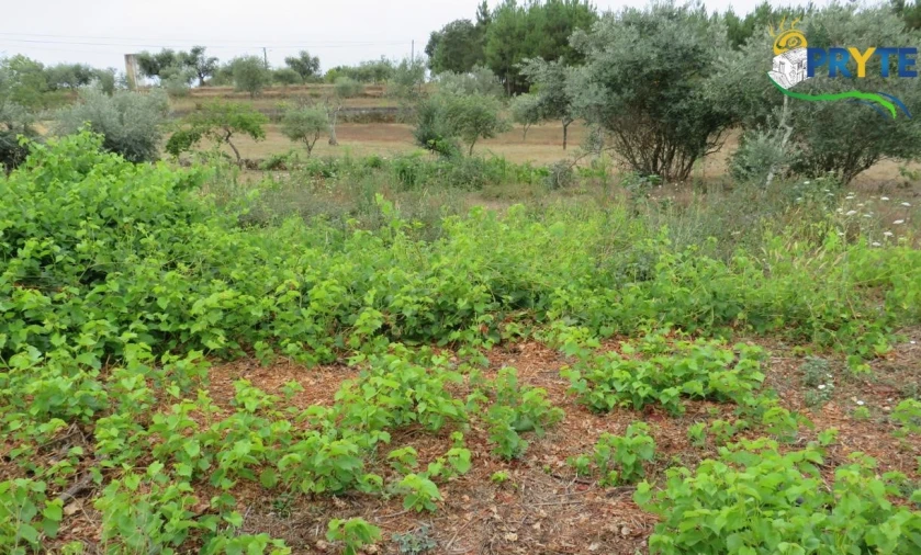 Terreno para Venda em Fundada Foto 10