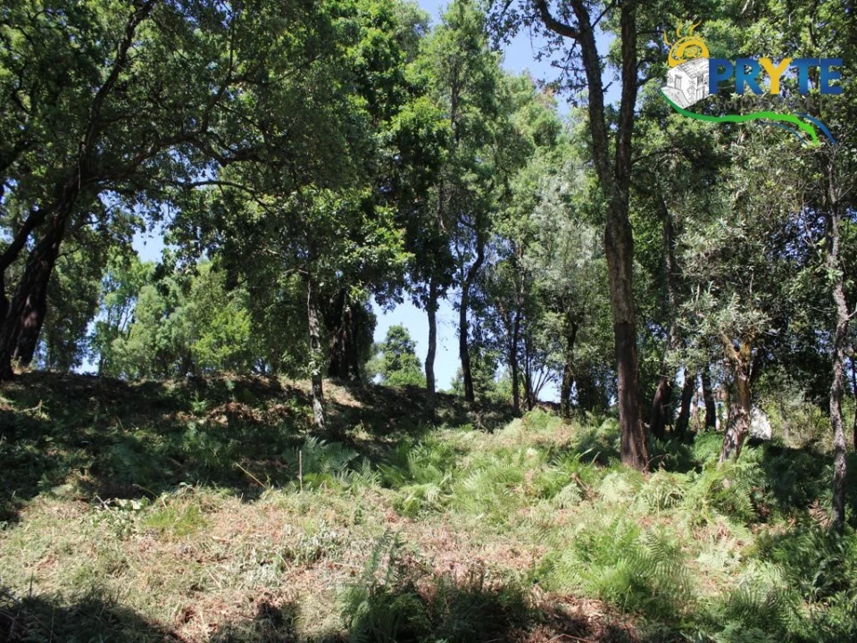 Terreno para Venda em Castanheira de Pêra e Coentral Foto 6