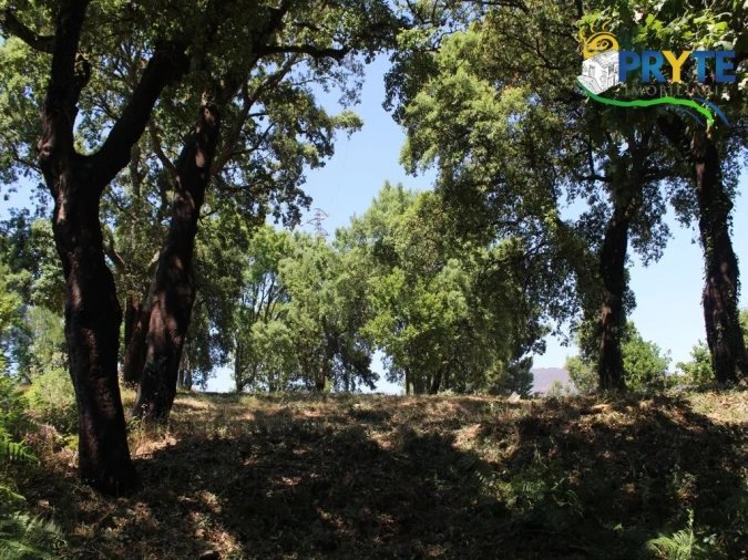 Terreno para Venda em Castanheira de Pêra e Coentral Foto 5