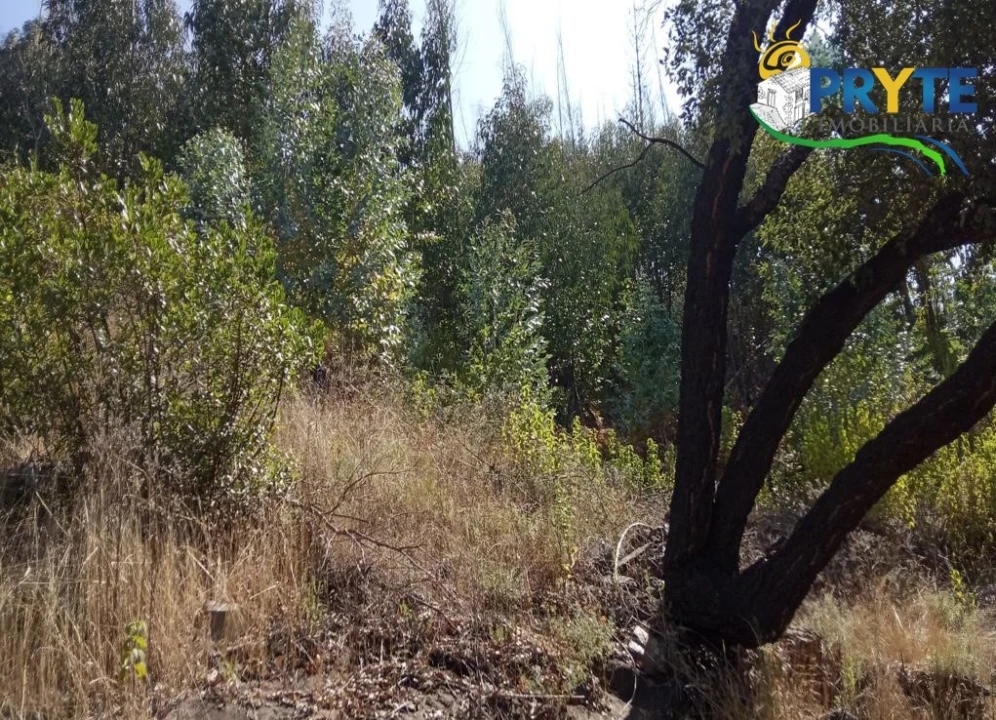 Terreno para Venda em Madeirã Foto 12