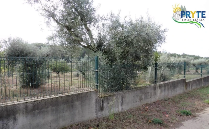 Terreno para Venda em Cabeçudo Foto 14