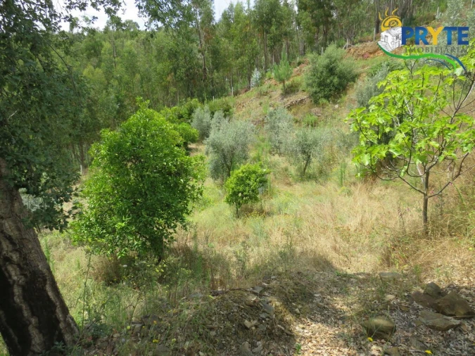 Quinta para Venda em Troviscal Foto 16