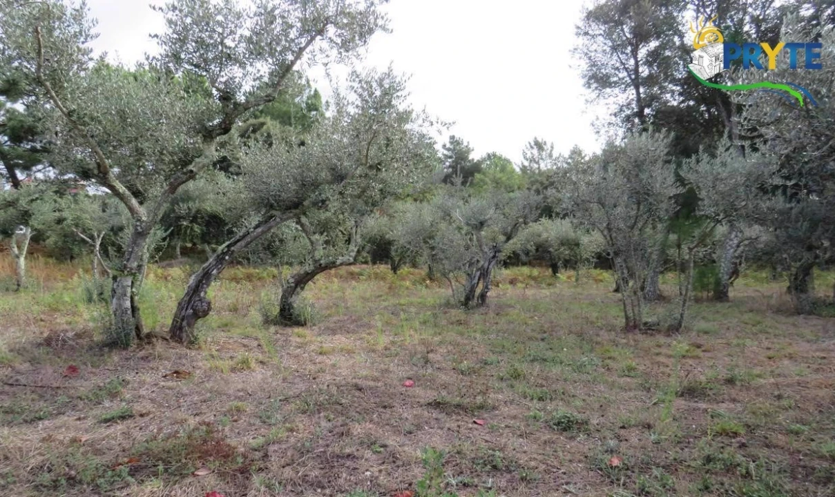Terreno para Venda em Cabeçudo Foto 3