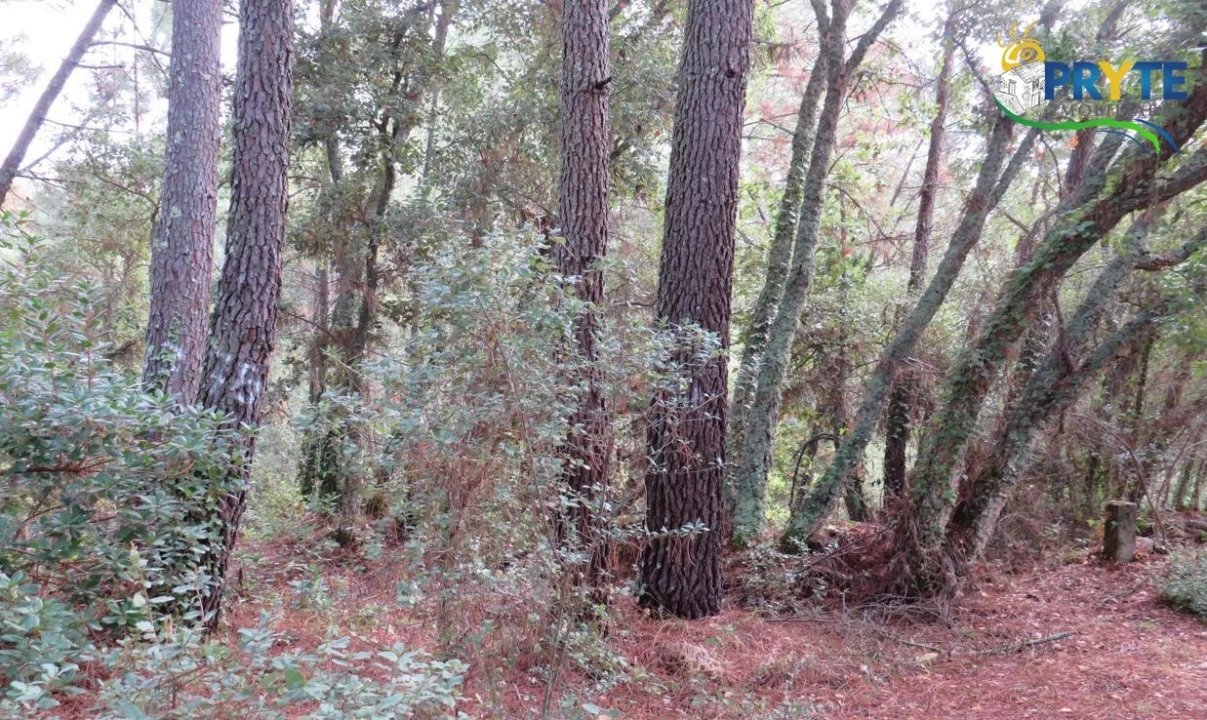 Terreno para Venda em Cabeçudo Foto 10
