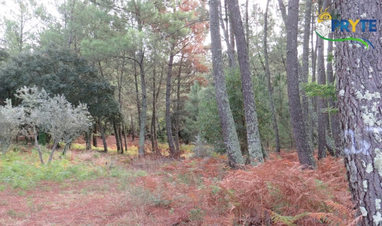 Terreno para Venda em Cabeçudo Foto 14