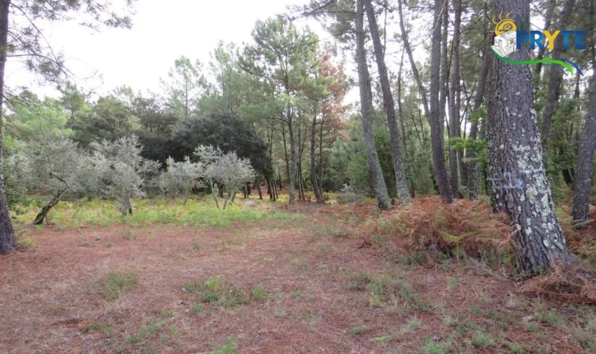 Terreno para Venda em Cabeçudo Foto 4
