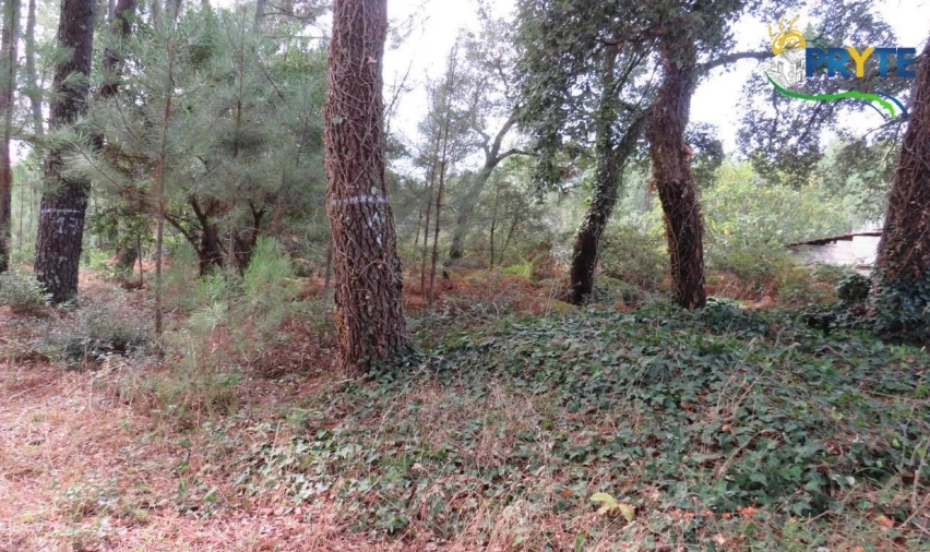 Terreno para Venda em Cabeçudo Foto 5