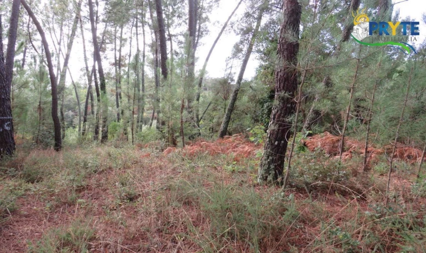 Terreno para Venda em Cabeçudo Foto 6