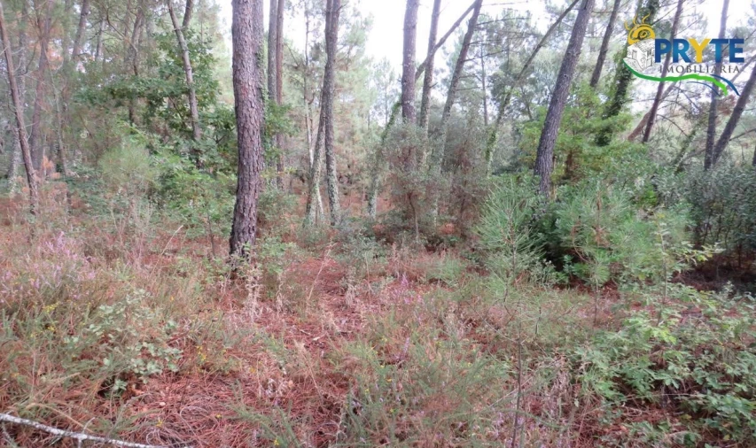 Terreno para Venda em Cabeçudo Foto 8