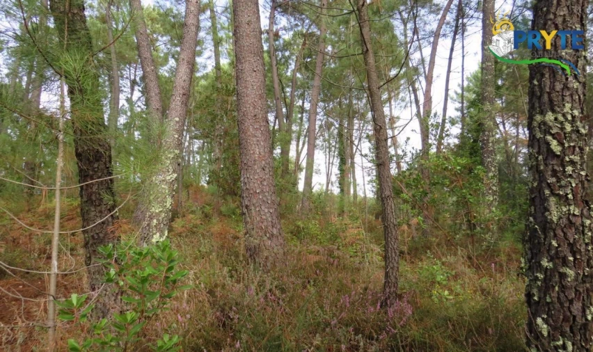 Terreno para Venda em Cabeçudo Foto 9