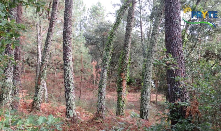 Terreno para Venda em Cabeçudo Foto 13