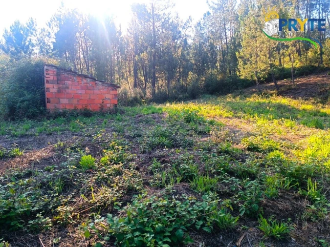 Quinta T3 para Venda em Cernache do Bonjardim, Nesperal e Palhais Foto 20