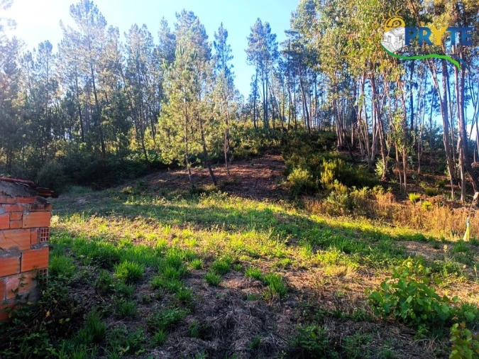 Quinta T3 para Venda em Cernache do Bonjardim, Nesperal e Palhais Foto 22