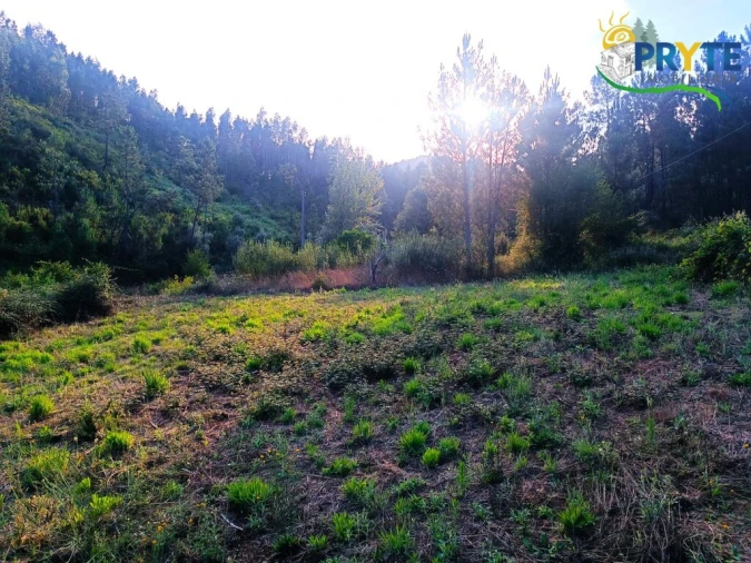 Quinta T3 para Venda em Cernache do Bonjardim, Nesperal e Palhais Foto 24