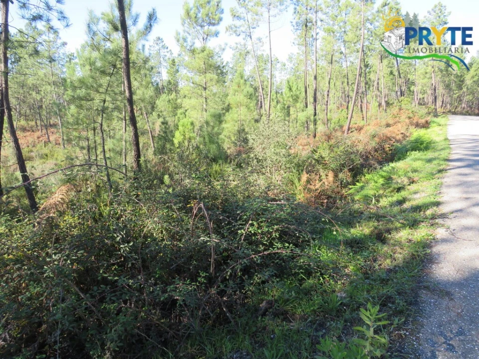 Terreno para Venda em Cumeada e Marmeleiro Foto 2
