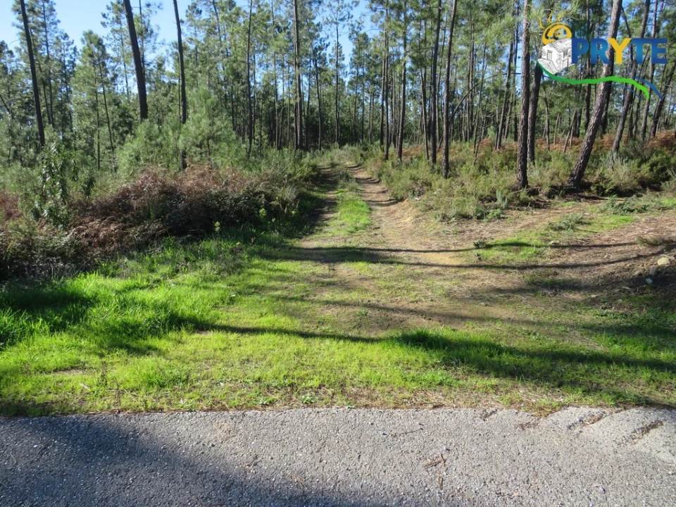 Terreno para Venda em Cumeada e Marmeleiro Foto 4
