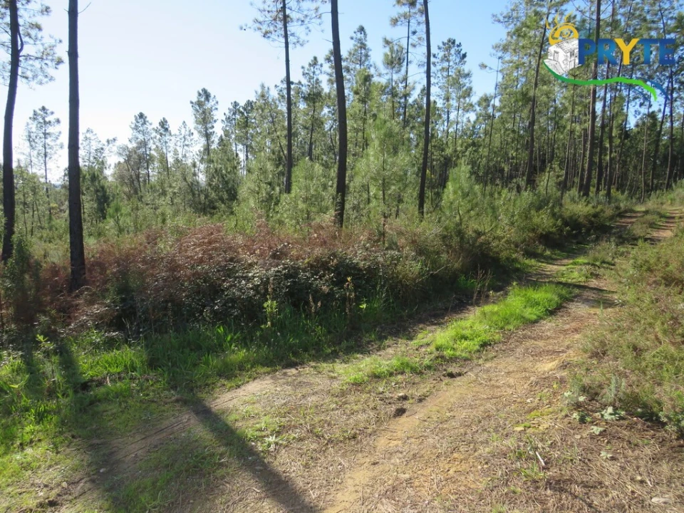 Terreno para Venda em Cumeada e Marmeleiro Foto 5