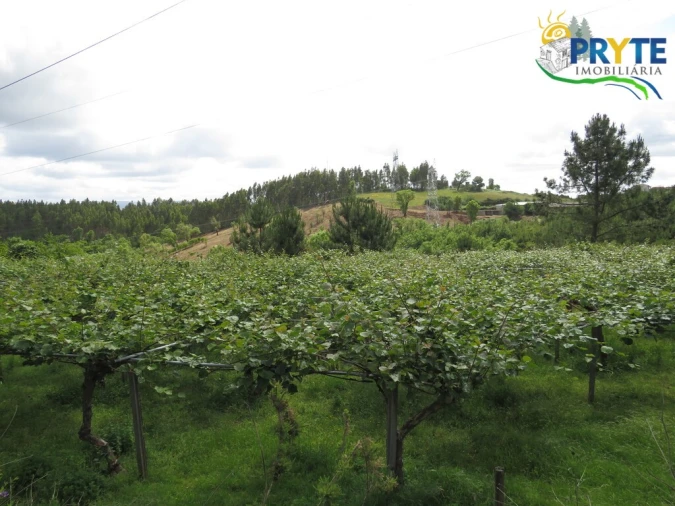 Quinta T4 para Venda em Cernache do Bonjardim, Nesperal e Palhais Foto 8