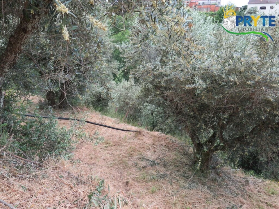 Quinta T2 para Venda em Mosteiro Foto 39