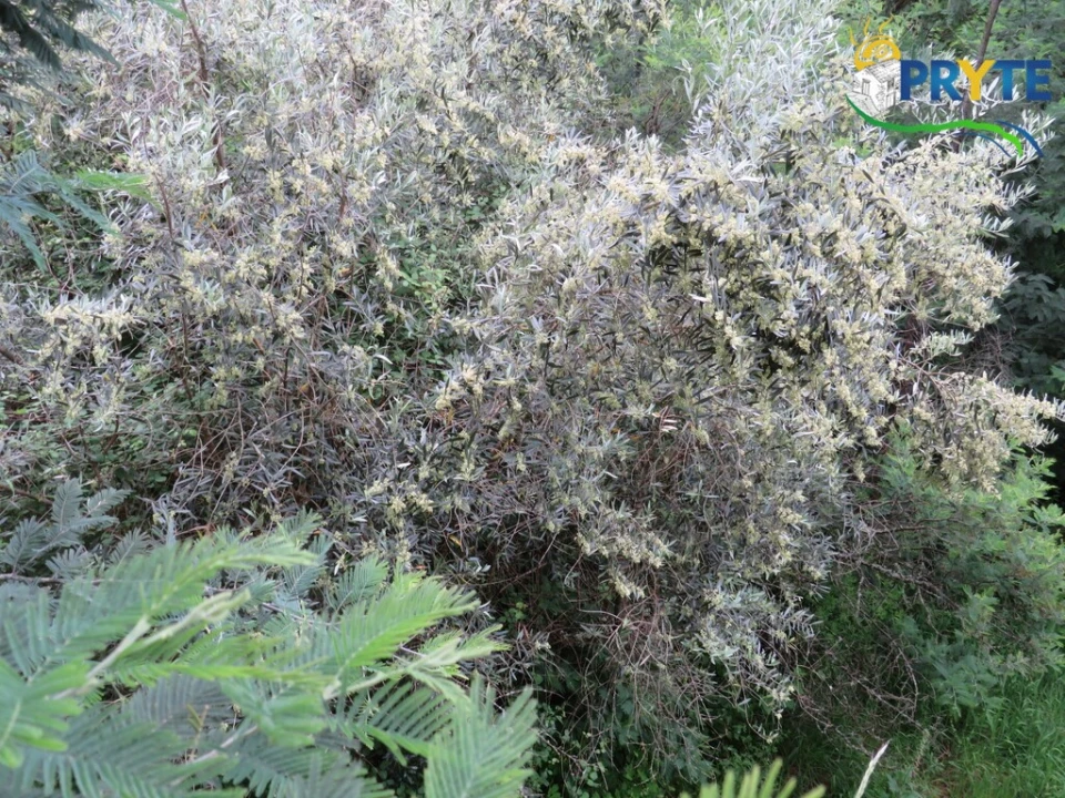 Quinta T2 para Venda em Mosteiro Foto 45