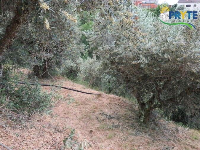 Quinta T2 para Venda em Mosteiro Foto 39