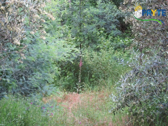 Quinta T2 para Venda em Mosteiro Foto 41