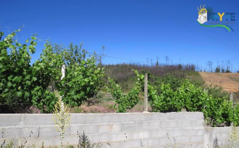 Quinta para Venda em Sertã Foto 11