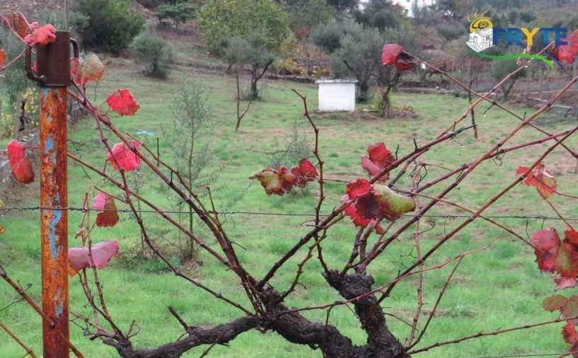 Quinta para Venda em Sertã Foto 26