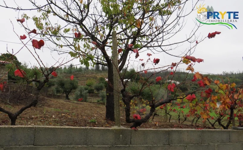 Quinta para Venda em Sertã Foto 31