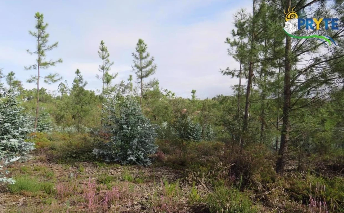 Terreno para Venda em Cabeçudo Foto 4